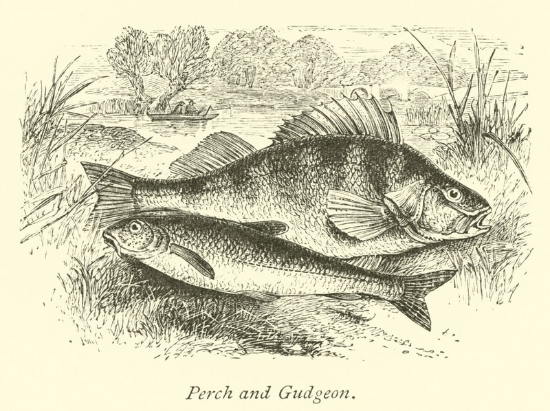Persico e Gudgeon da English School