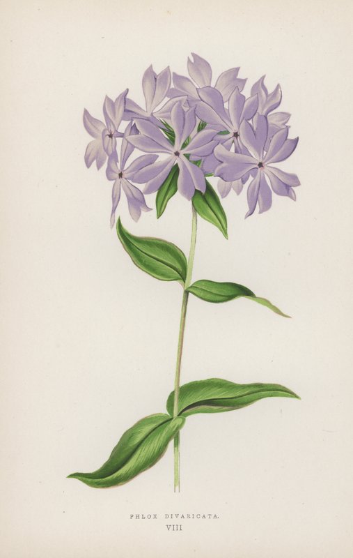 Phlox Divaricata (litografia a colori) da English School
