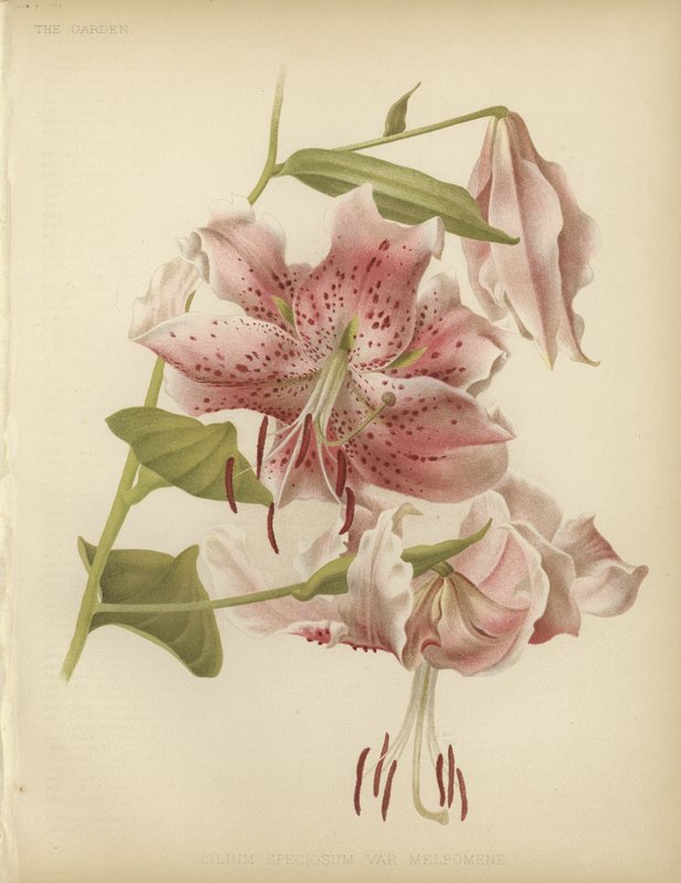 Giglio rosa da English School