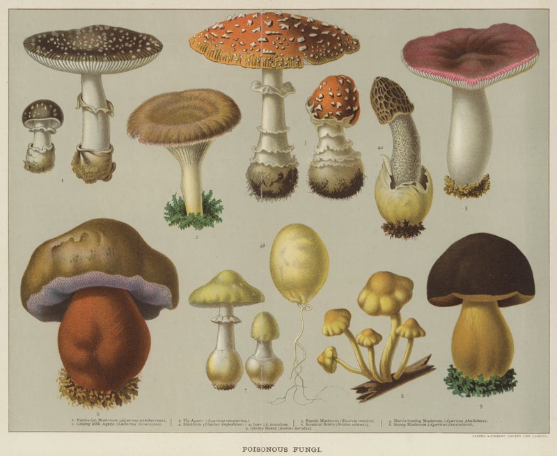 Funghi velenosi (litografia a colori) da English School