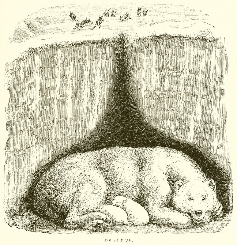 Orso polare da English School