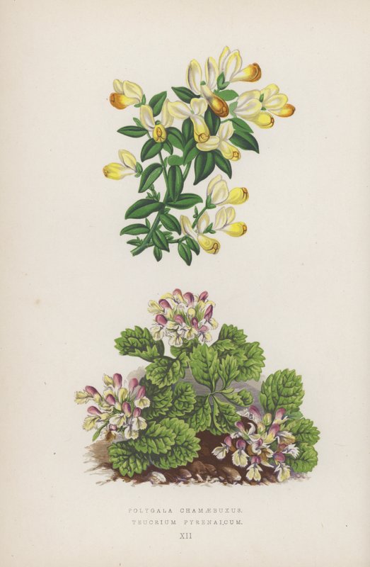 Polygala Chamaebuxus; Teucrium Pyrenaicum (litografia a colori) da English School