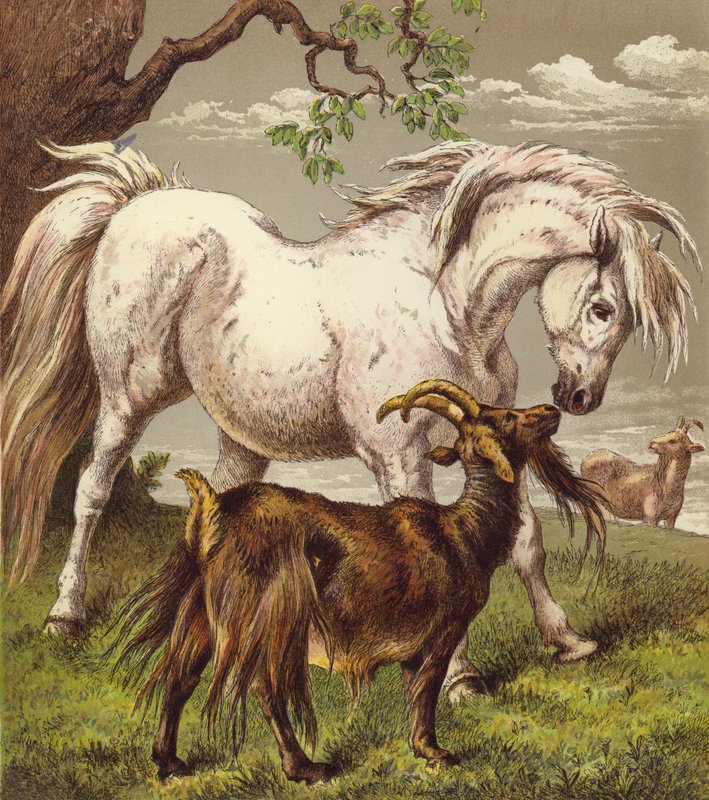Pony e capre da English School