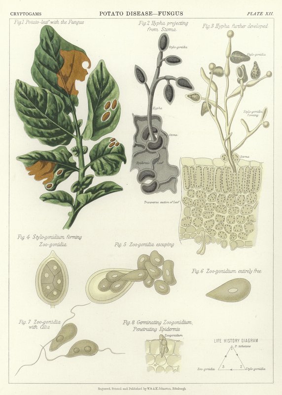 Malattia della Patata, Fungo da English School