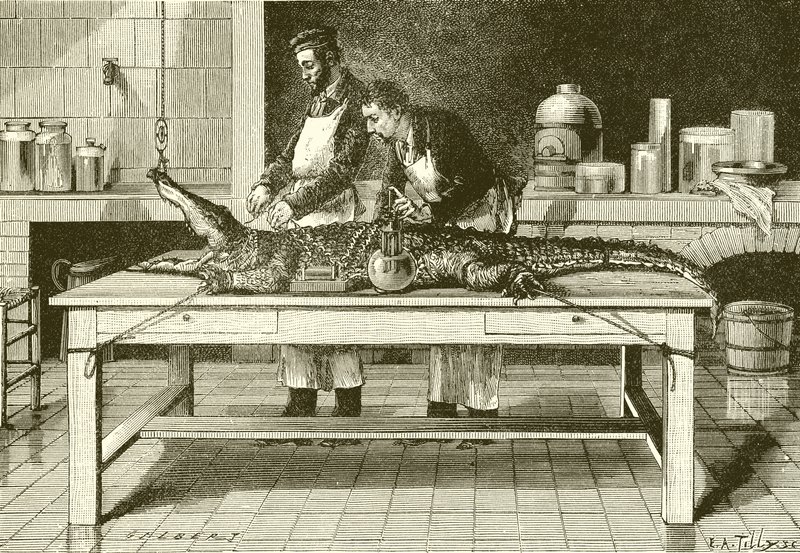 Potere delle mascelle di un coccodrillo da English School