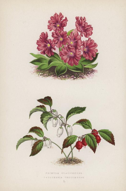 Primula Glaucescens; Gaultheria Procumbens da English School