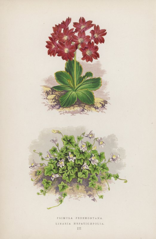 Primula Pedemontana; Linaria Hepaticaefolia da English School