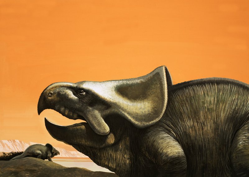 Protoceratopo da English School