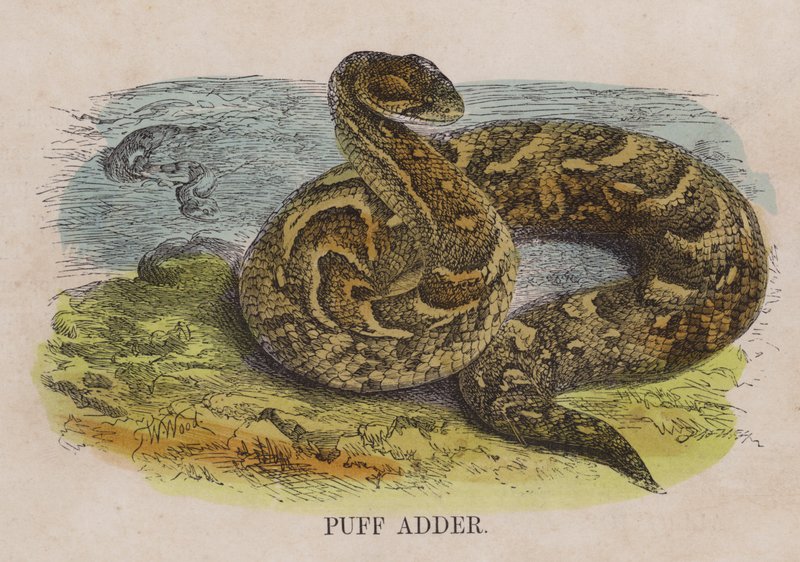 Vipera soffiante da English School