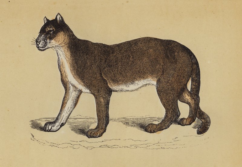 Puma da English School