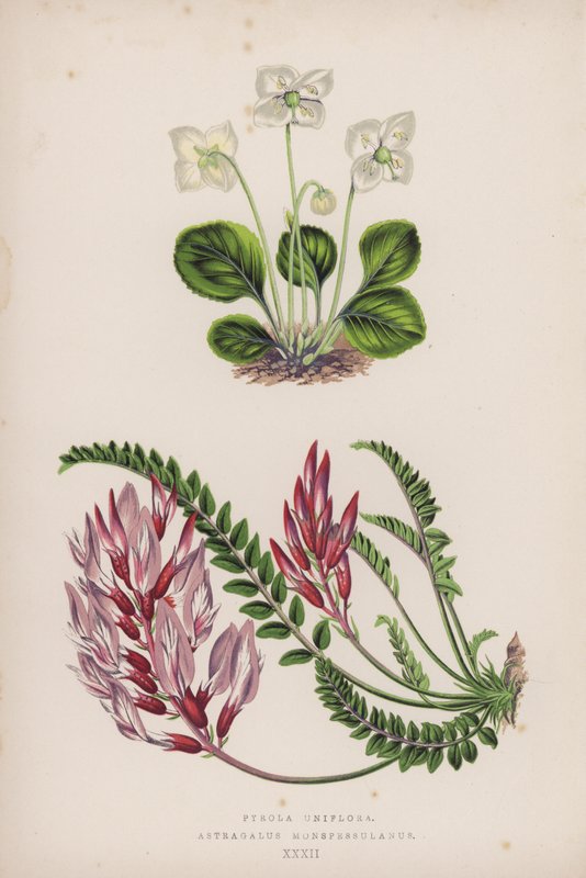 Pyrola Uniflora; Astragalus Monspessulanus da English School