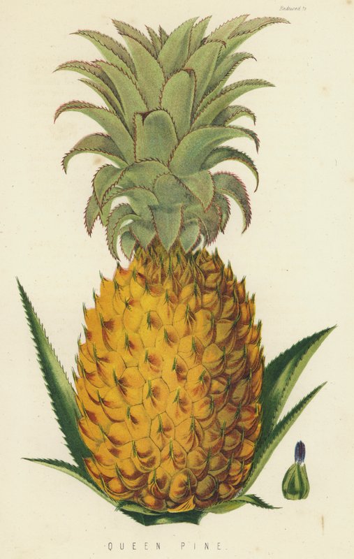 Ananas Regina da English School