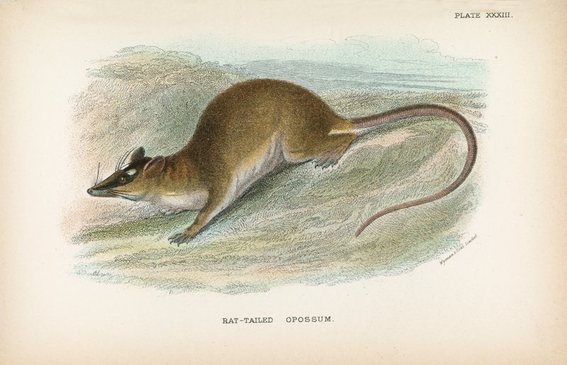 Opossum dalla coda di topo da English School
