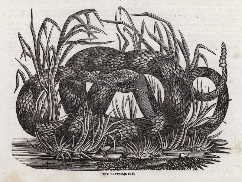 Serpente a sonagli da English School