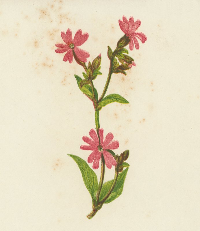 Silene Rossa, Lychnis Dioica da English School