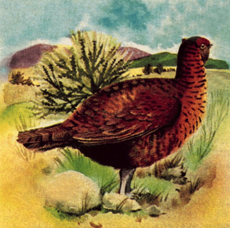 Gallo cedrone da English School