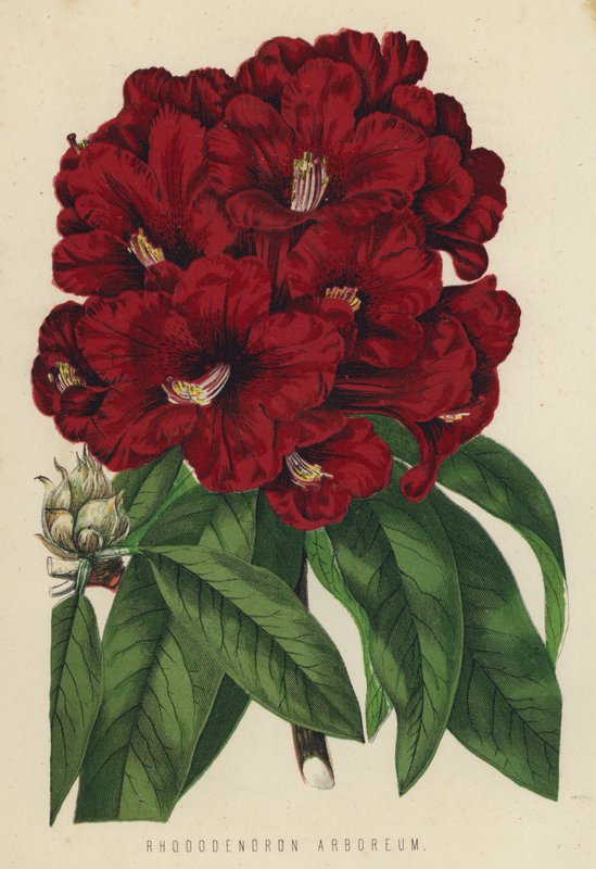 Rhododendron Arboreum da English School