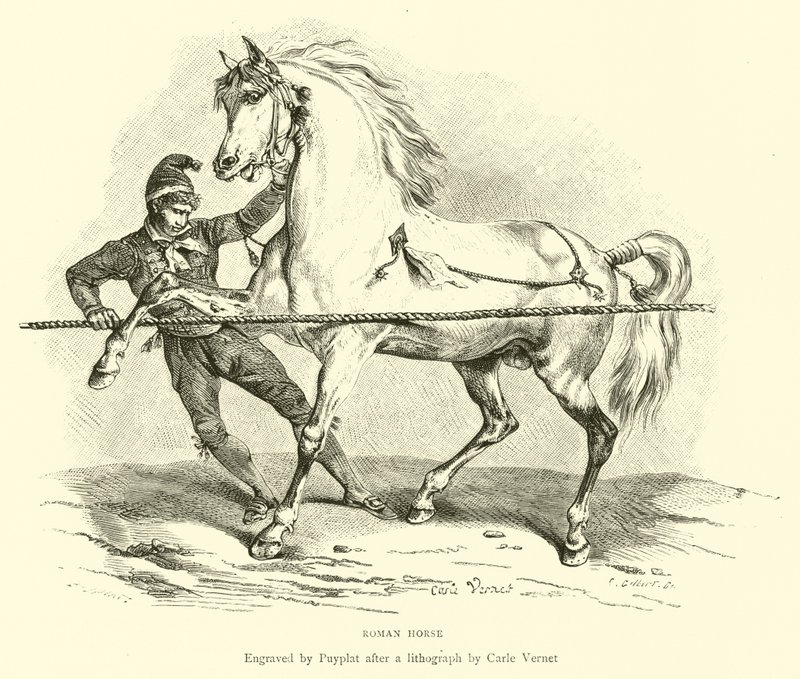 Cavallo romano da English School