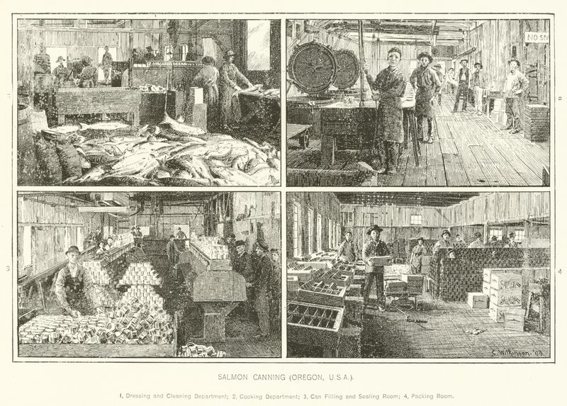 Conservazione del salmone, Oregon, USA da English School