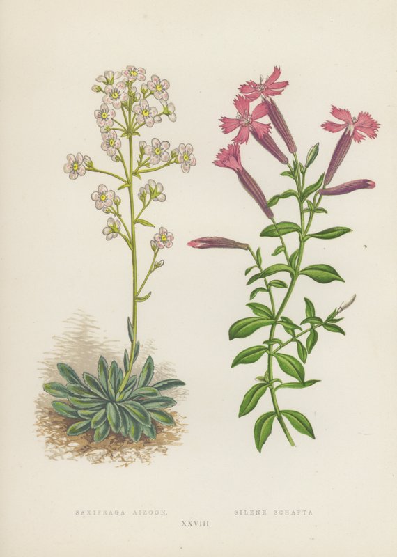Saxifraga Aizoon; Silene Schafta (litografia a colori) da English School