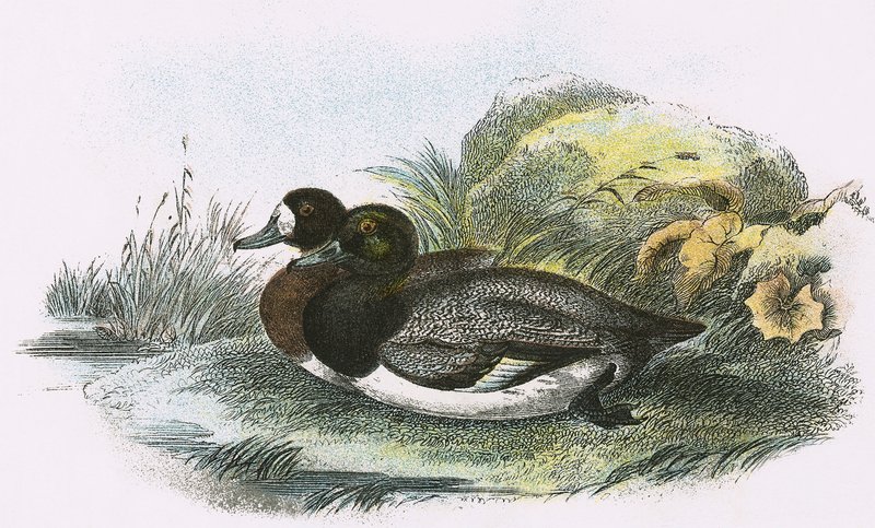 Anatra scaup da English School
