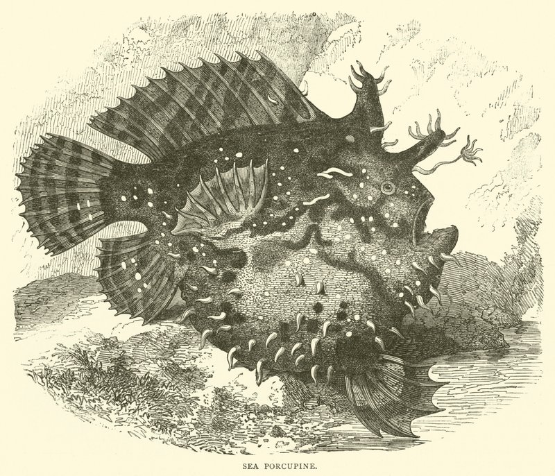 Pesce porcospino da English School