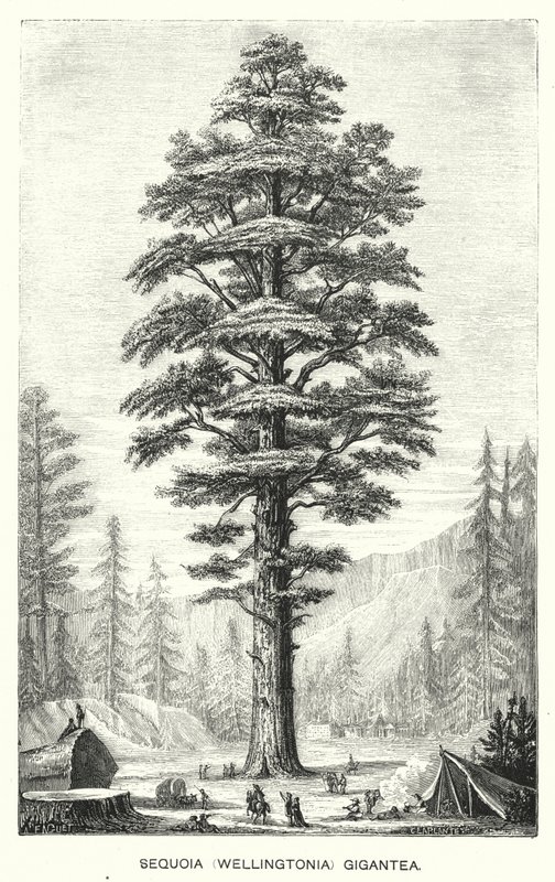 Sequoia Gigantea (incisione) da English School