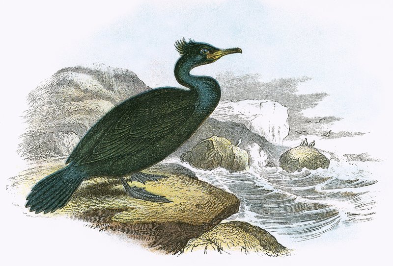 Cormorano da English School