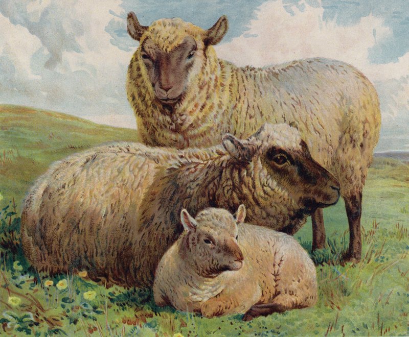 Pecora e agnello da English School