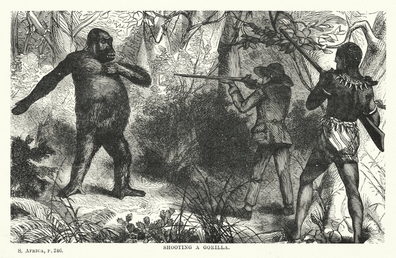 Sparare a un gorilla da English School