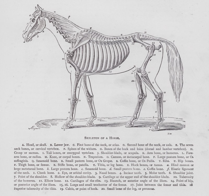 Scheletro di un cavallo (incisione) da English School