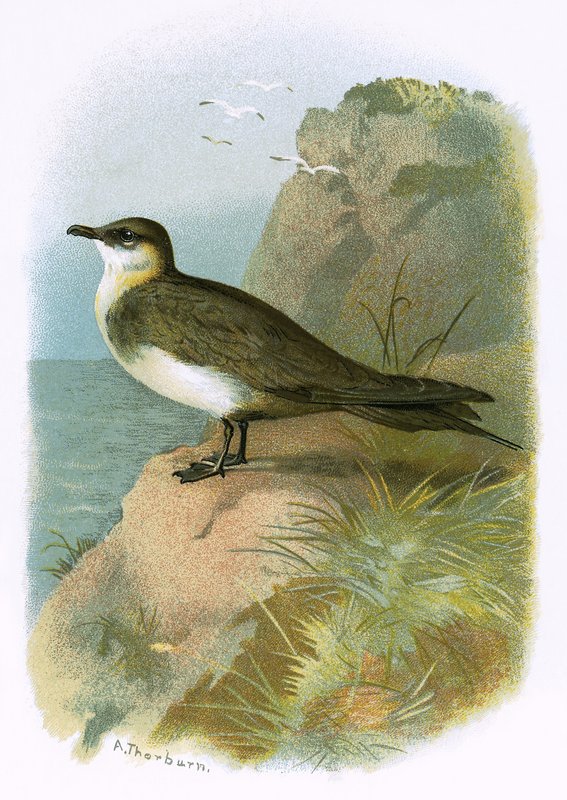 Skua da English School