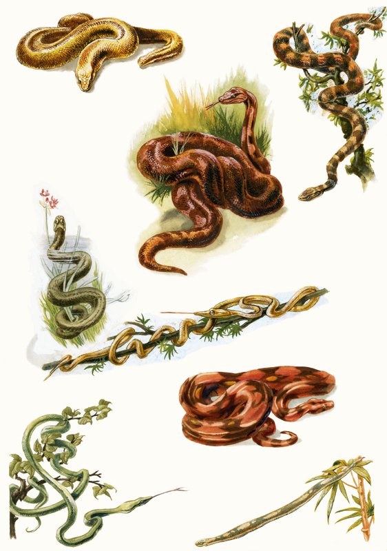 Serpenti da English School