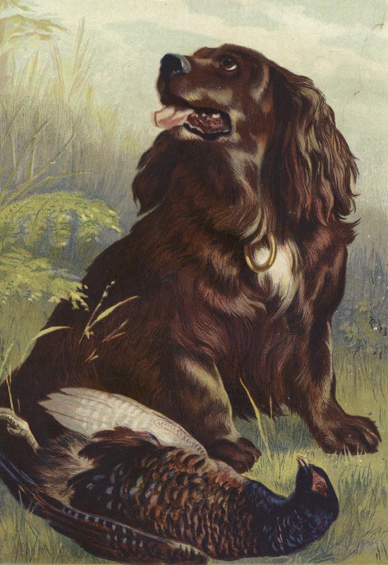 Spaniel e fagiano da English School