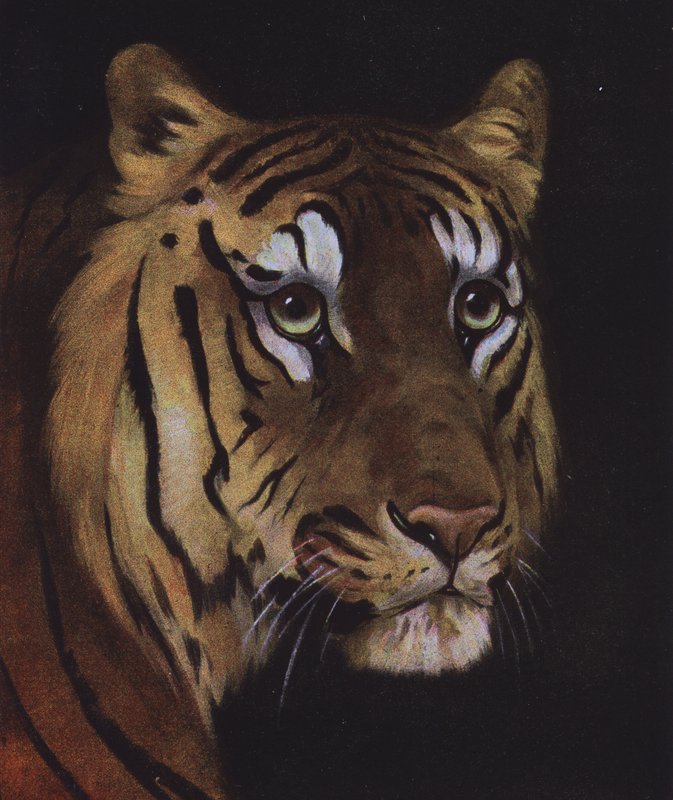 Studio della testa di una tigre da English School