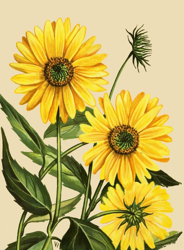 Girasole da English School