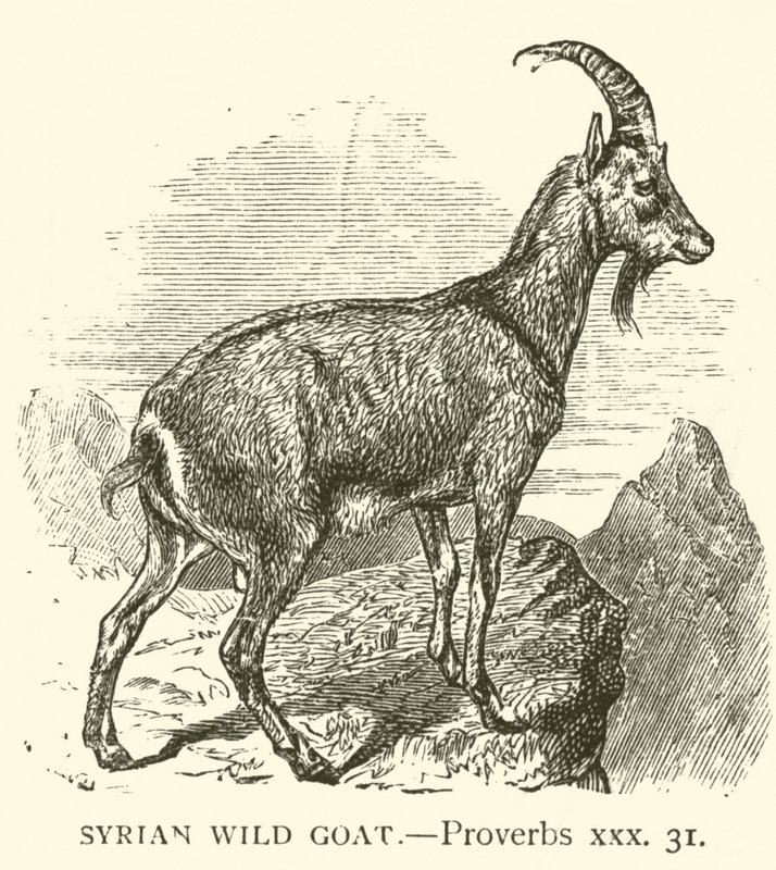 Capra selvatica siriana, Proverbi, xxx, 31 da English School