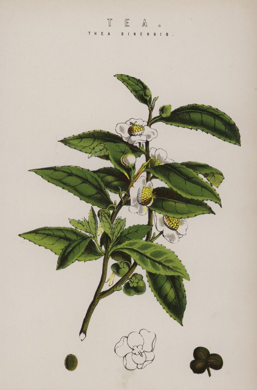 Pianta del tè da English School