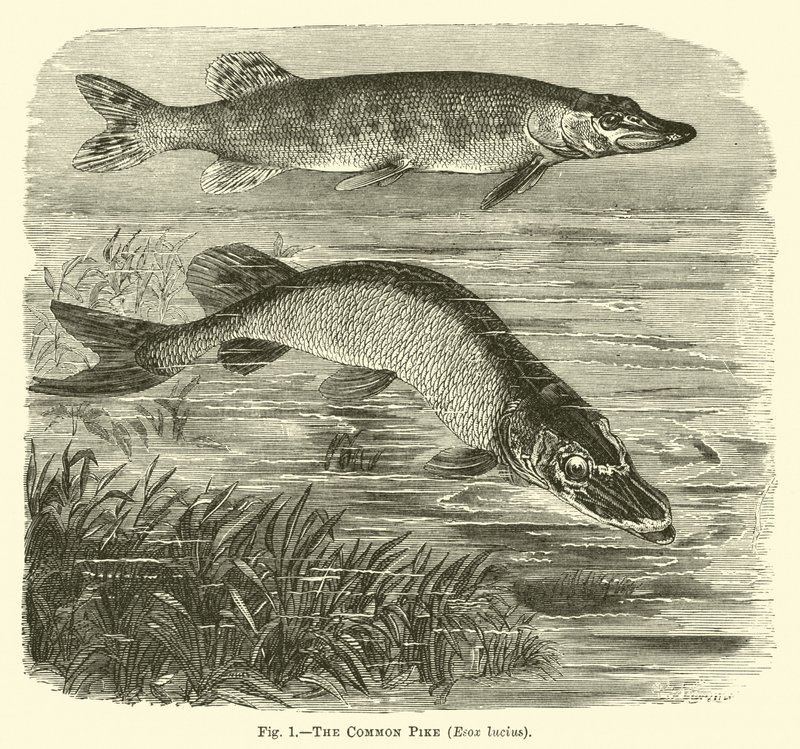 Il luccio comune, Esox lucius da English School