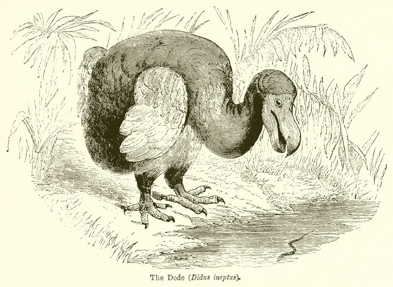 Il Dodo (Didus Ineptus) da English School