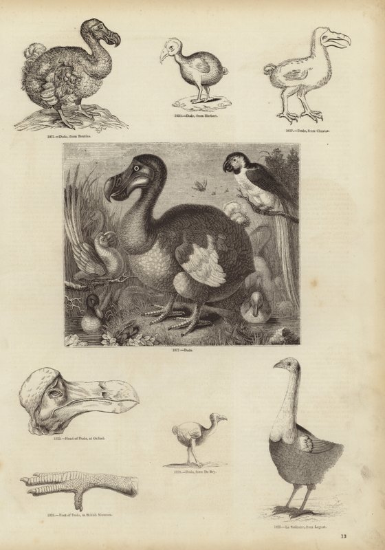 Il Dodo da English School