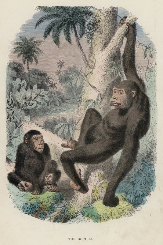 Il gorilla da English School