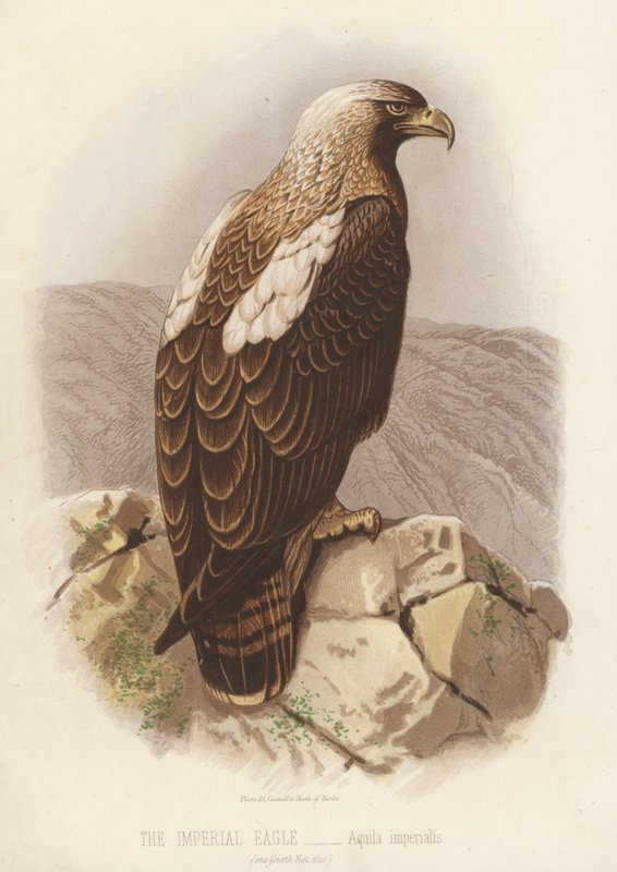 Aquila imperiale, Aquila Imperialis (litografia a colori) da English School