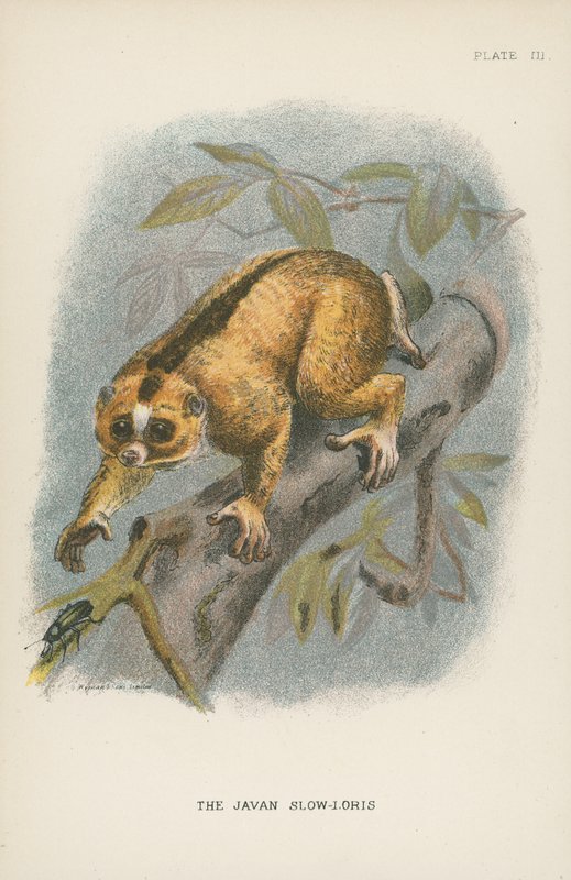 Il Loris Lento di Giava da English School