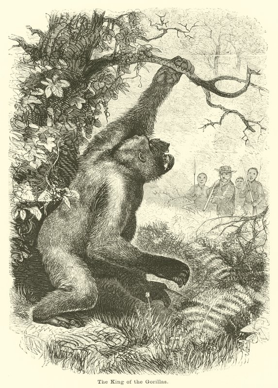 Il re dei gorilla da English School