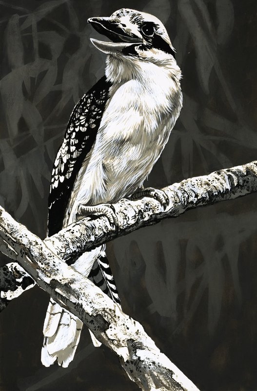 Il kookaburra da English School