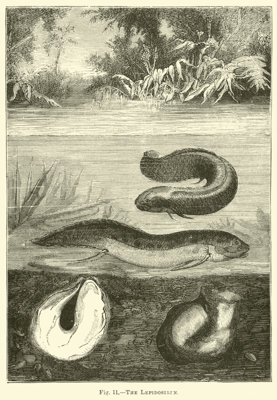 La lepidosirena da English School