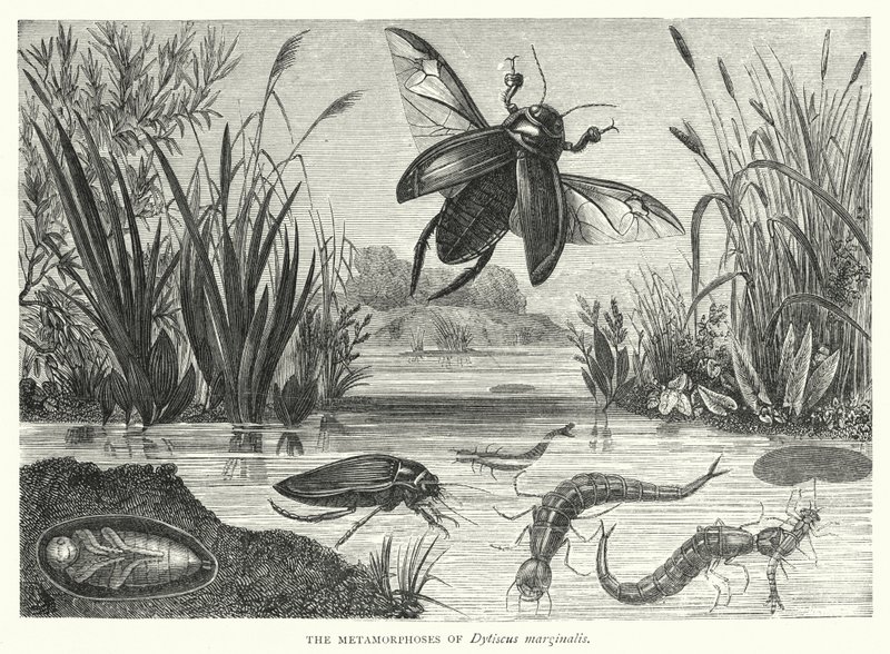 Le metamorfosi di Dytiscus marginalis (incisione) da English School