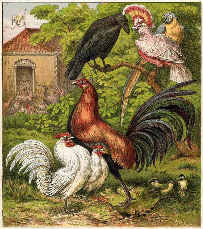 Il pavone a casa da English School