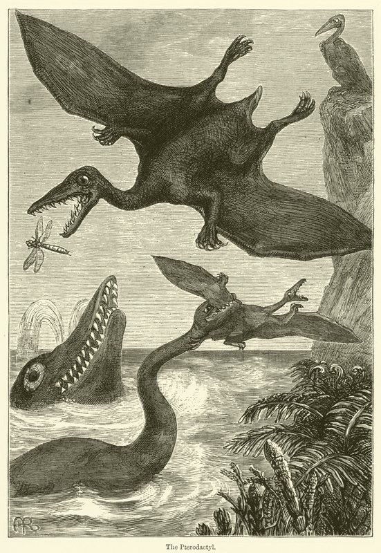 Il pterodattilo da English School